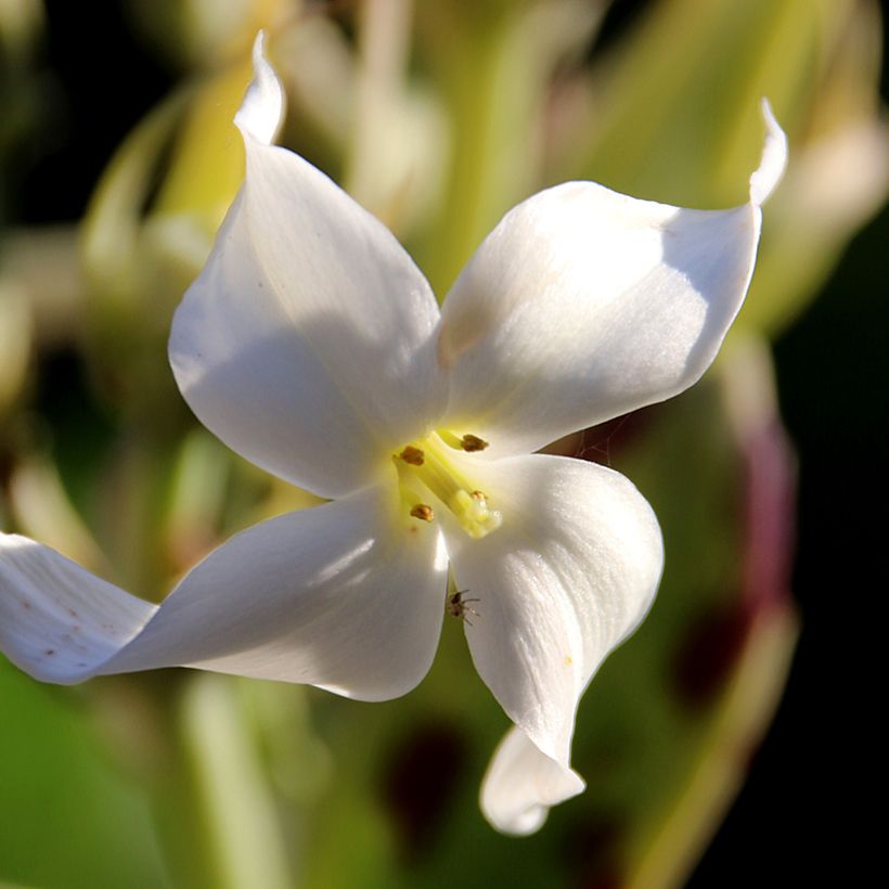 Kalanchoe marmorata - Marmerplant (Bloei)