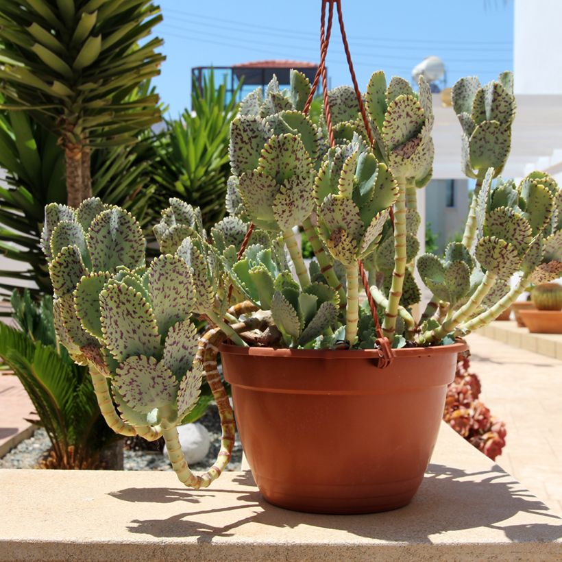 Kalanchoe marmorata - Marmerplant (Groeiplaats)