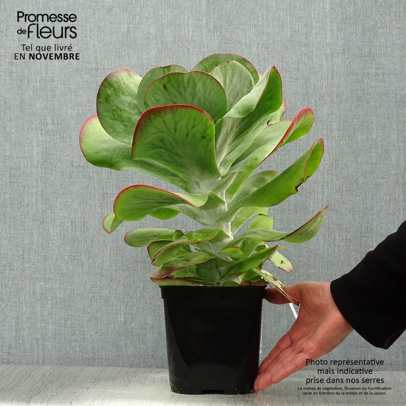 Exemplaar van Kalanchoe thyrsiflora Bronze Sculpture - Woestijnroos Pot van 2 l/3 l zoals geleverd in de herfst