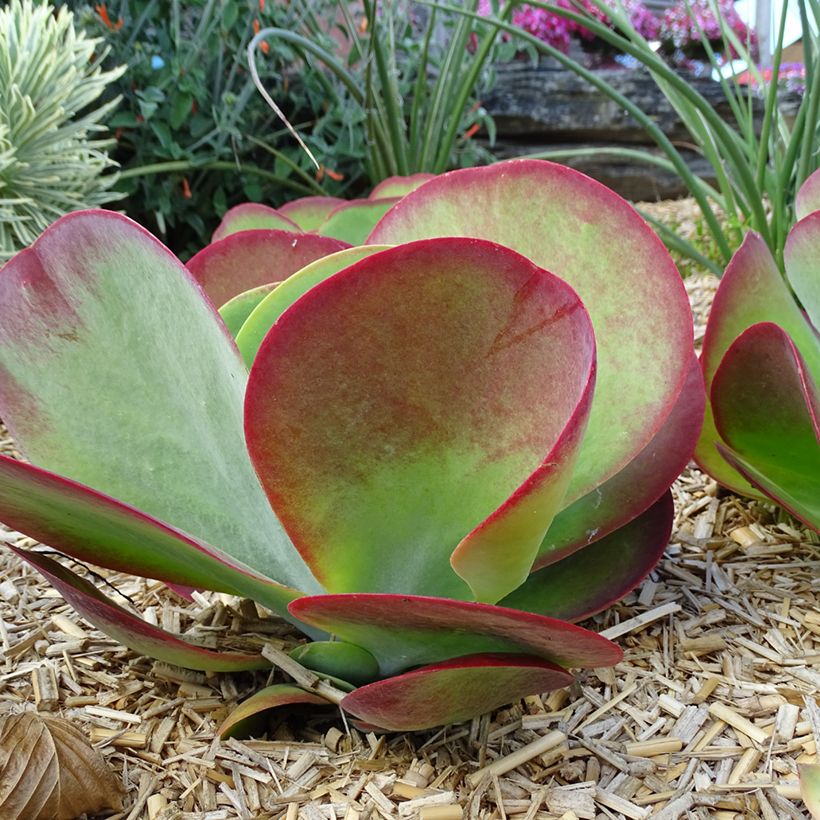 Kalanchoe thyrsiflora Bronze Sculpture - Woestijnroos (Groeiplaats)