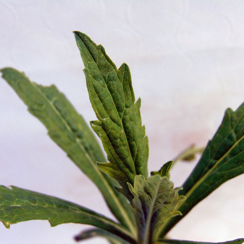 Kalimeris incisa - Zomeraster (Blad)