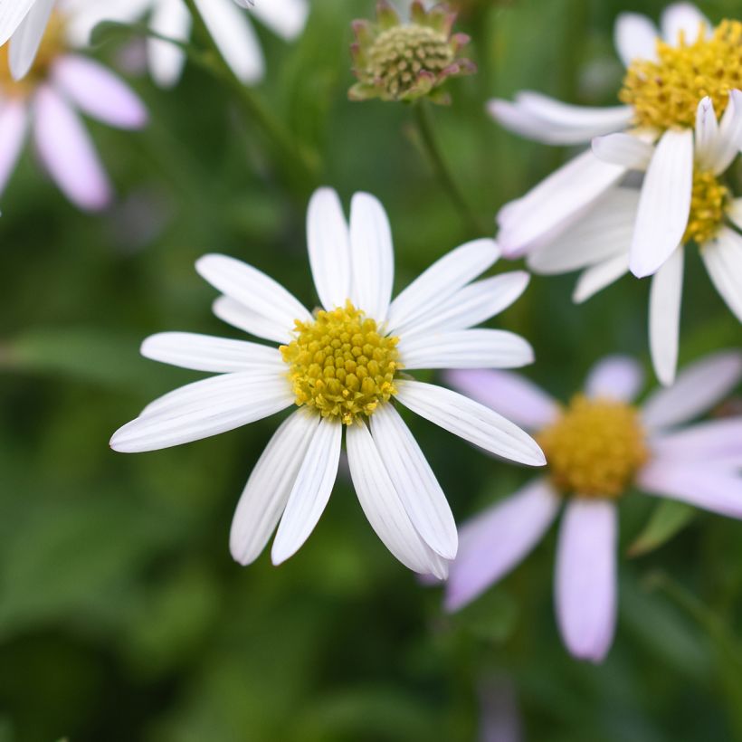 Kalimeris incisa Alba - Zomeraster (Bloei)