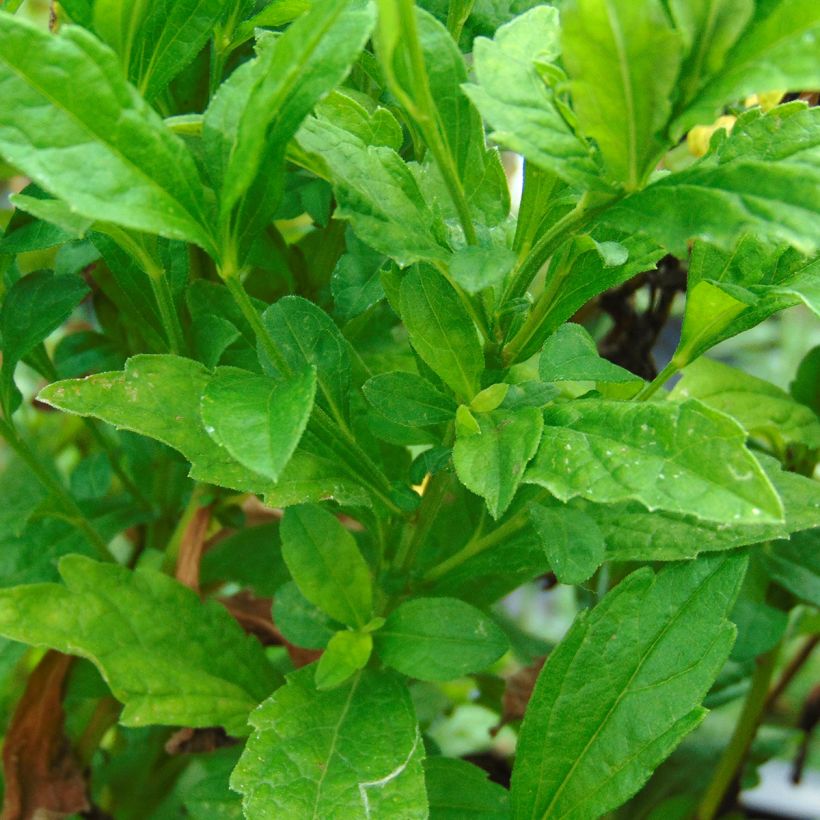 Kalimeris incisa Blue Star - Zomeraster (Blad)