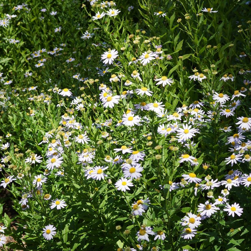 Kalimeris incisa Blue Star - Zomeraster (Groeiplaats)