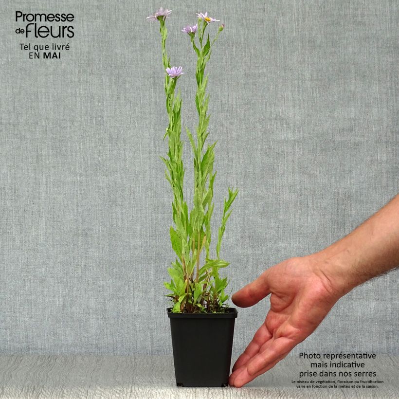 Exemplaar van Kalimeris incisa Blue Star - Zomeraster Kweekpotje van 8/9 cm zoals geleverd in de lente