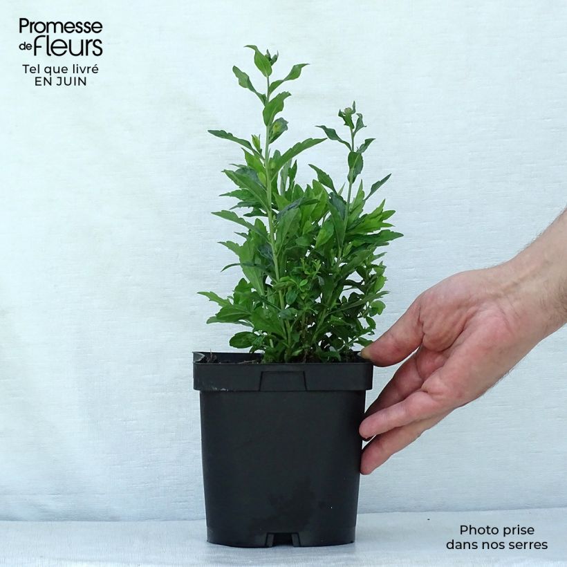 Exemplaar van Kalimeris incisa Blue Star - Zomeraster Pot van 2 l/3 l zoals geleverd in de zomer