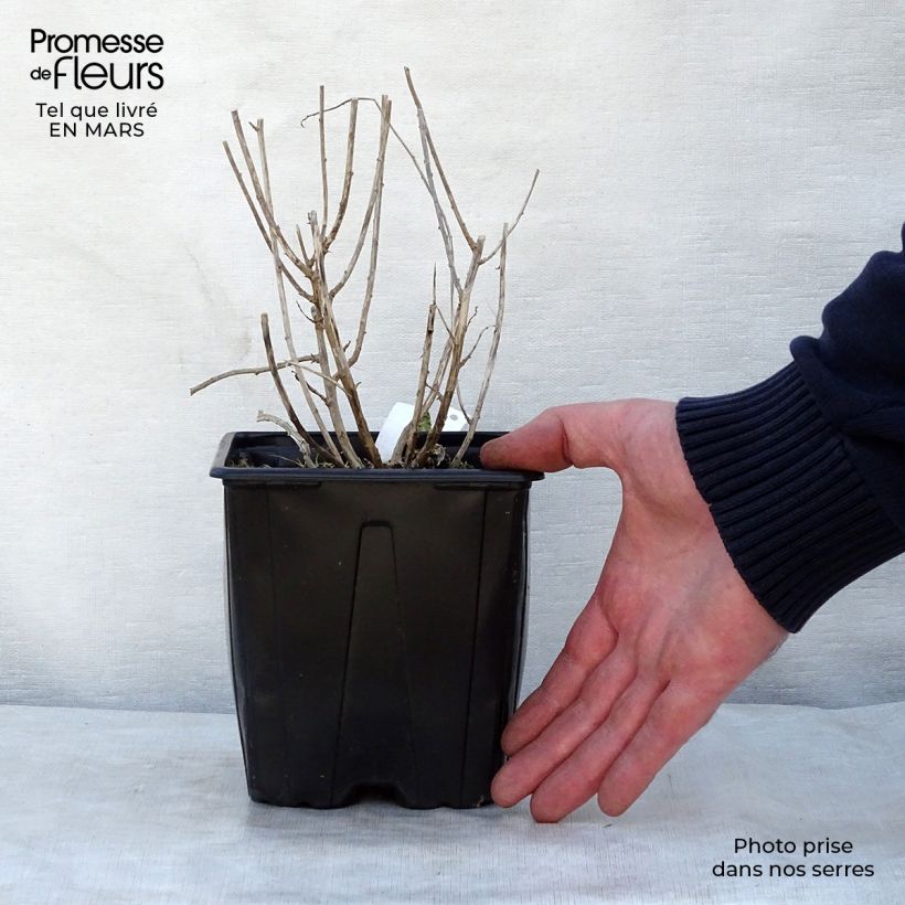 Exemplaar van Kalimeris incisa Blue Star - Zomeraster Pot van 2 l/3 l zoals geleverd in de lente