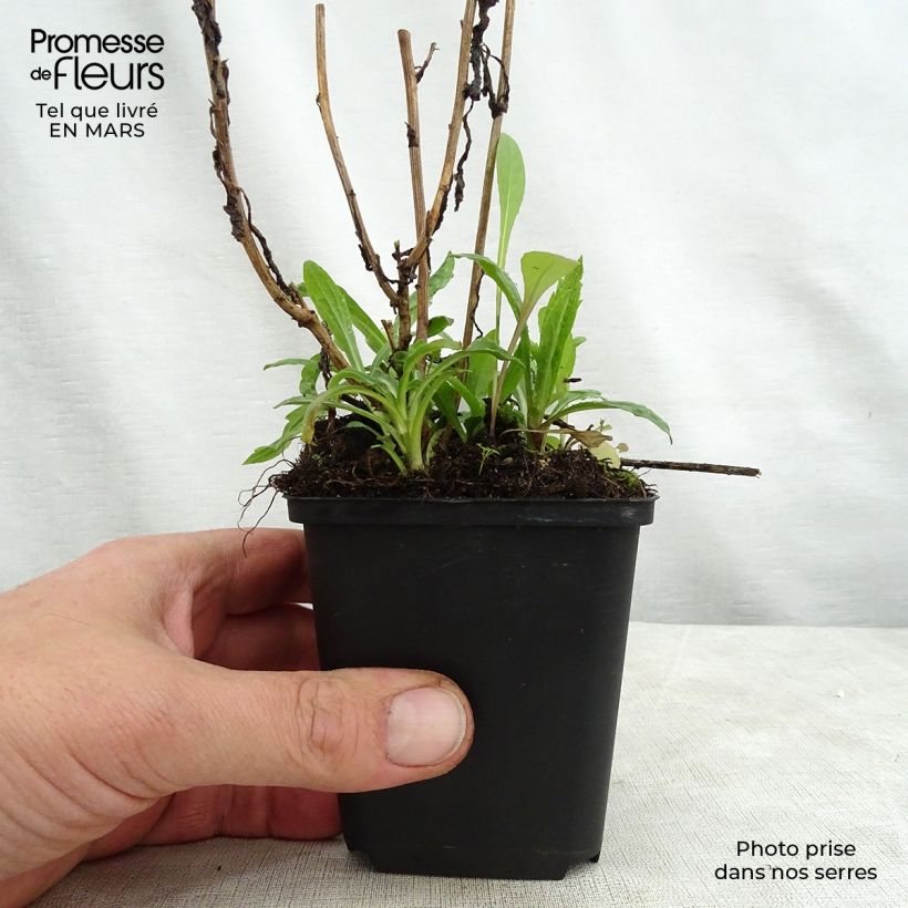 Exemplaar van Kalimeris incisa Charlotte - Zomeraster Kweekpotje van 8/9 cm zoals geleverd in de lente