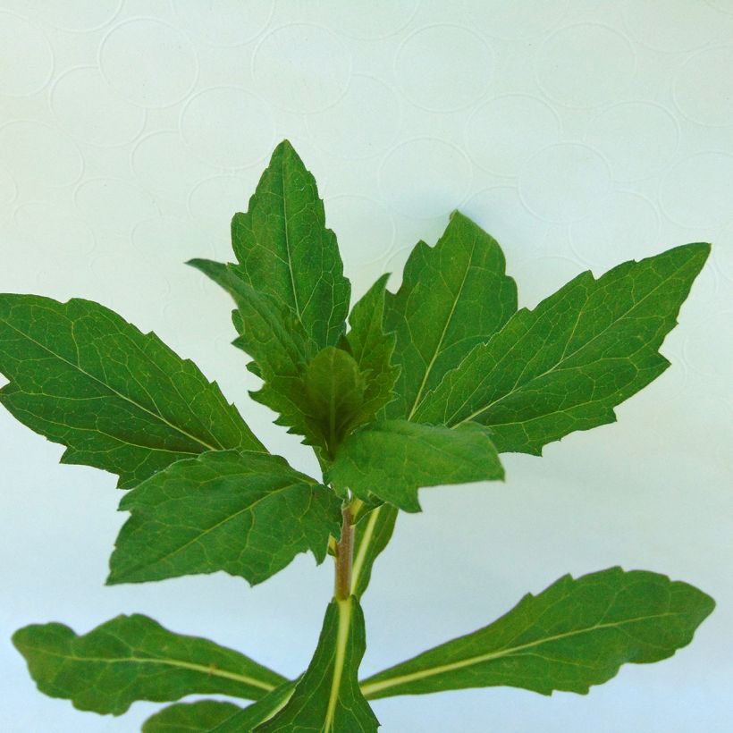 Kalimeris incisa Madiva - Zomeraster (Blad)