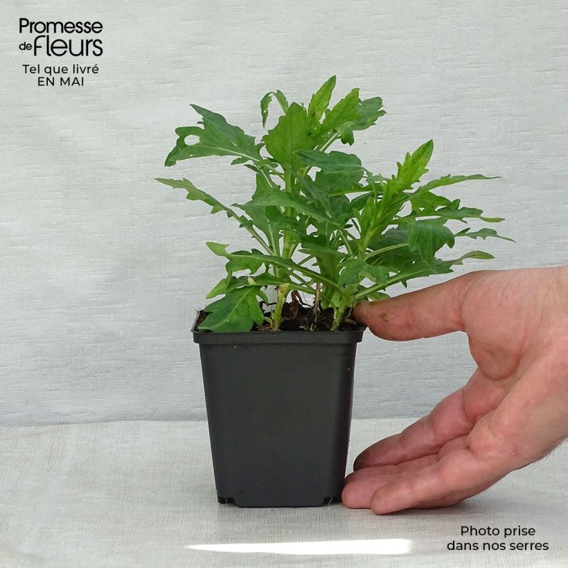 Exemplaar van Kalimeris incisa Madiva - Zomeraster Kweekpotje van 8/9 cm zoals geleverd in de lente