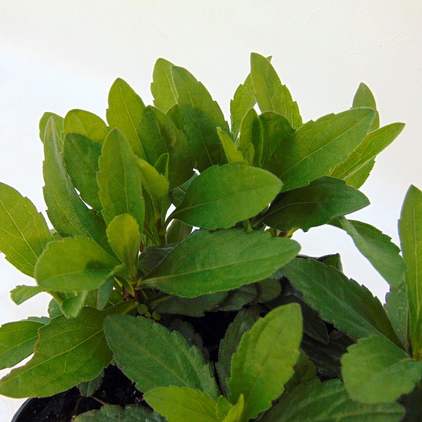 Kalimeris incisa Nana Blue - Zomeraster (Blad)