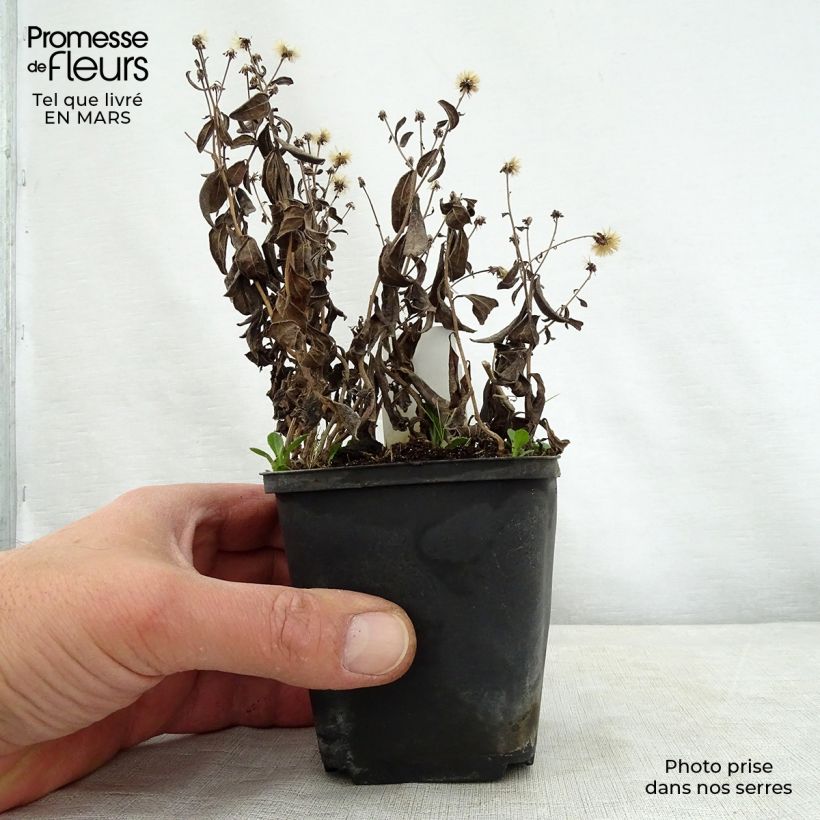 Exemplaar van Kalimeris incisa Nana Blue - Zomeraster Kweekpotje van 8/9 cm zoals geleverd in de lente