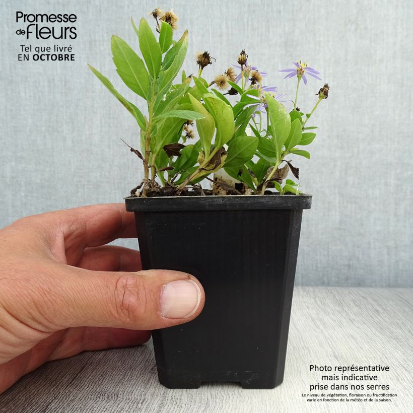 Exemplaar van Kalimeris incisa Nana Blue - Zomeraster Kweekpotje van 8/9 cm zoals geleverd in de herfst