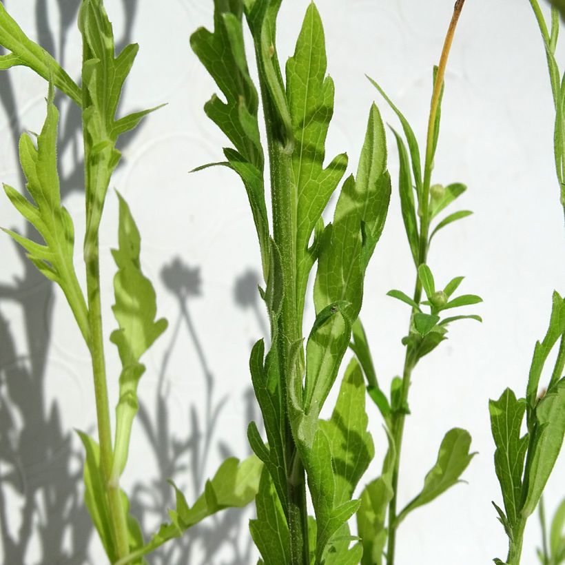 Kalimeris pinnatifida hortensis - Zomeraster (Blad)