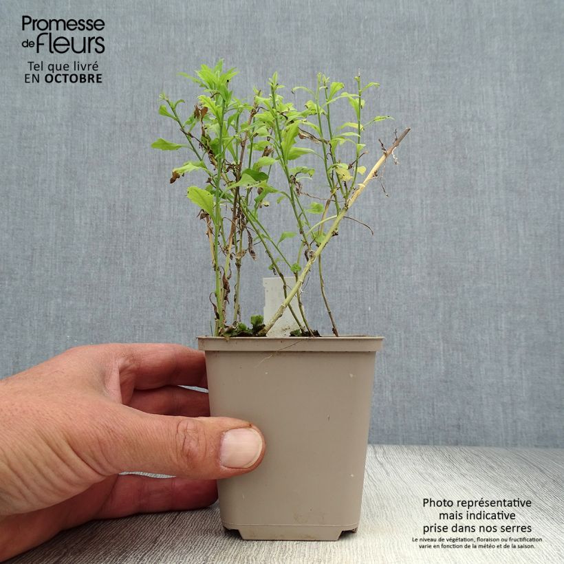 Exemplaar van Kalimeris pinnatifida hortensis - Zomeraster Kweekpotje van 8/9 cm zoals geleverd in de herfst