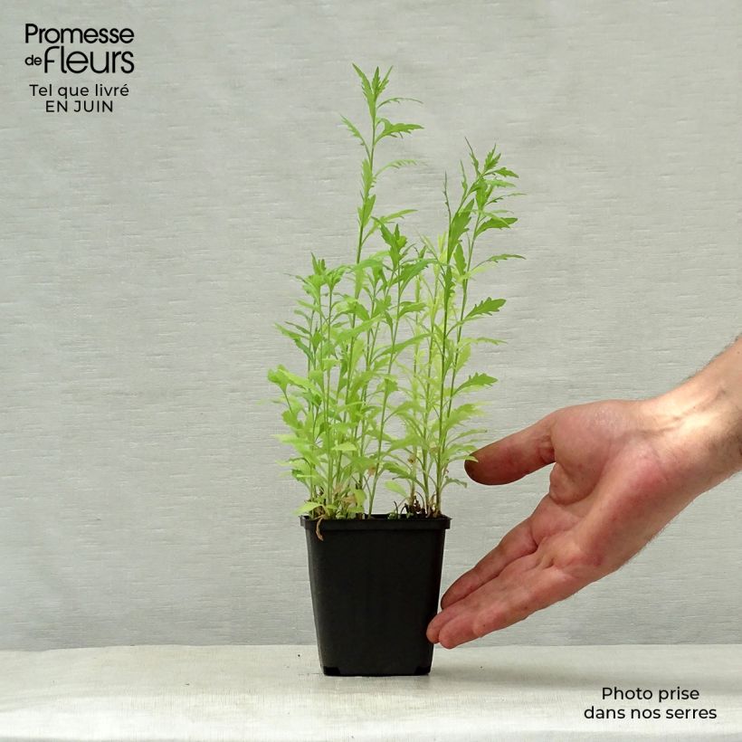 Exemplaar van Kalimeris pinnatifida hortensis - Zomeraster Kweekpotje van 8/9 cm zoals geleverd in de zomer
