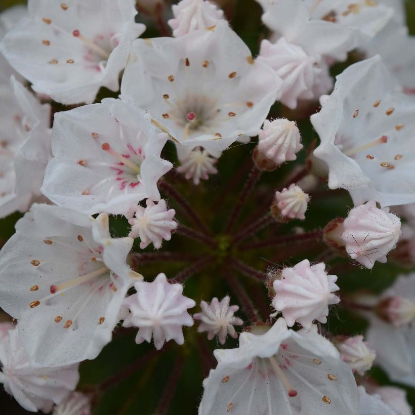 Kalmia latifolia Elf - Lepeltjesboom (Bloei)