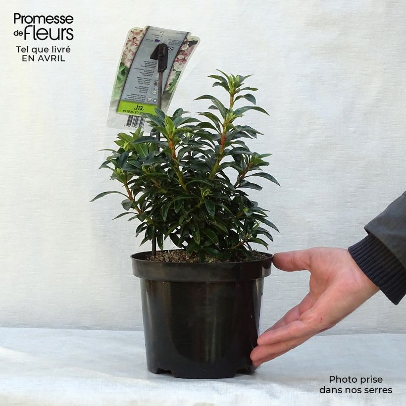 Exemplaar van Kalmia latifolia Elf - Lepeltjesboom Pot van 3 l/4 l zoals geleverd in de lente