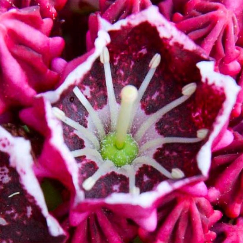 Kalmia latifolia Keepsake - Lepeltjesboom (Flowering)