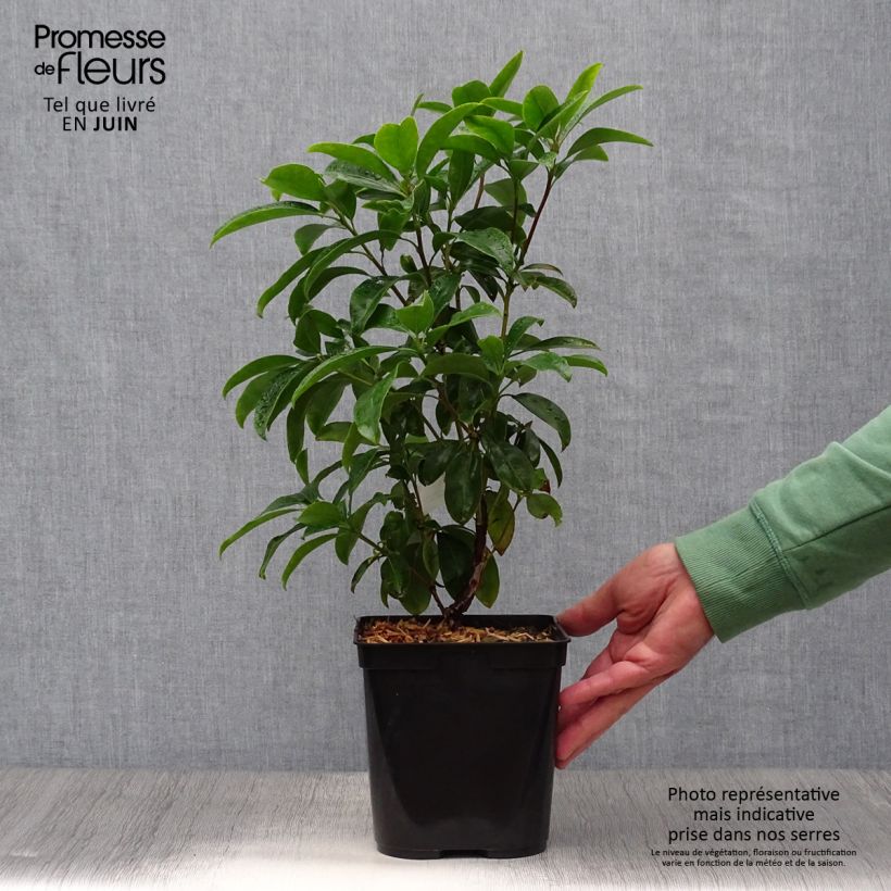 Exemplaar van Kalmia latifolia Latchmin - Lepeltjesboom Pot van 4 l/5 l zoals geleverd in de zomer