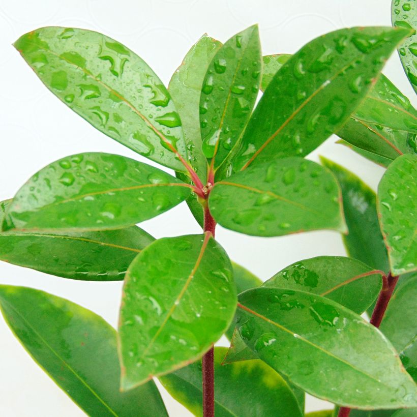 Kalmia latifolia Peppermint - Lepeltjesboom (Blad)