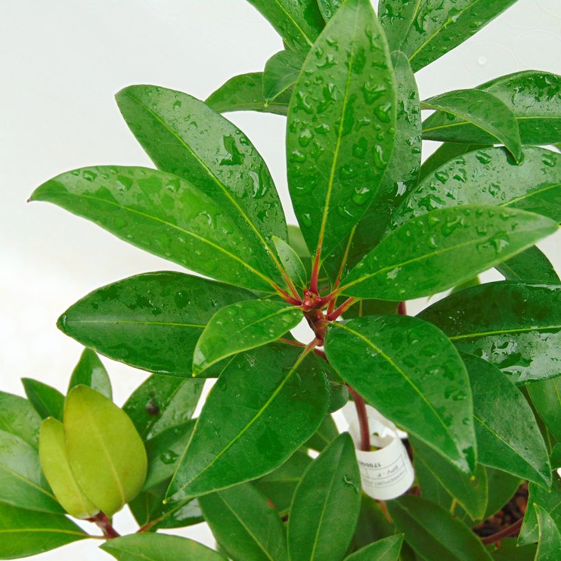 Kalmia latifolia Pink Charm - Lepeltjesboom (Blad)