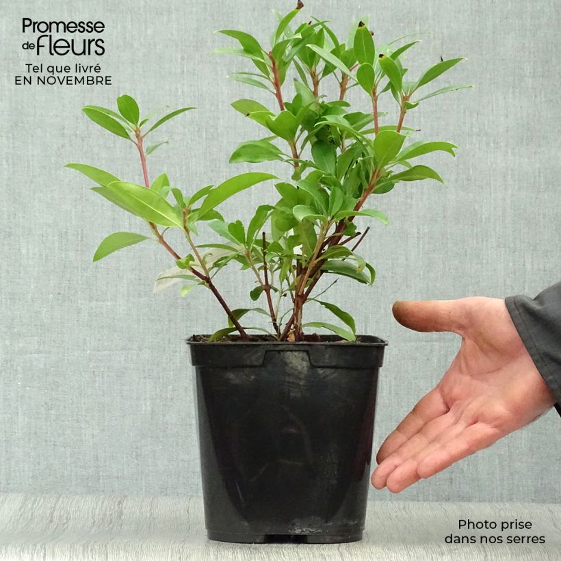 Exemplaar van Kalmia latifolia Pinkobello - Lepeltjesboom Pot van 3 l/4 l zoals geleverd in de herfst