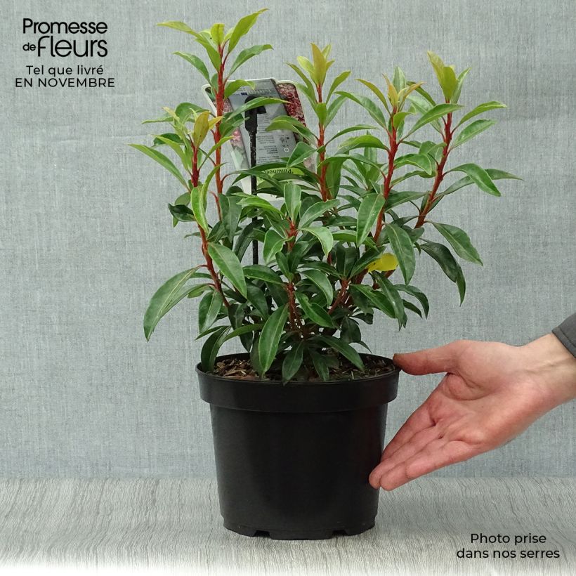 Exemplaar van Kalmia latifolia Pinwheel - Lepeltjesboom Pot van 3 l/4 l zoals geleverd in de herfst