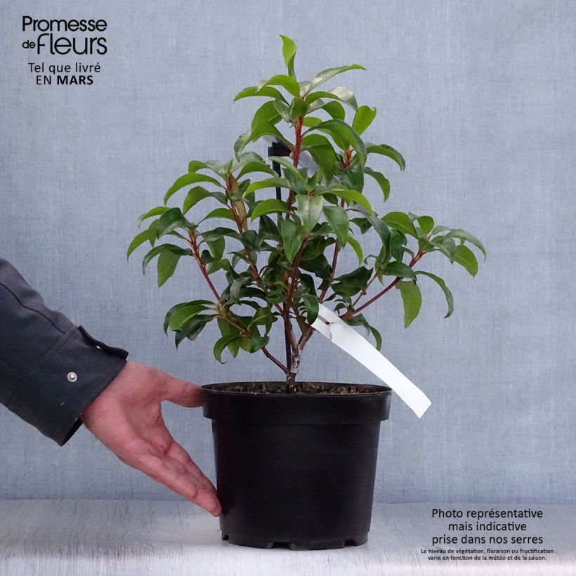 Example of Kalmia latifolia Zebulon - Lepeltjesboom Pot van 3 l/4 l as you get in printemps