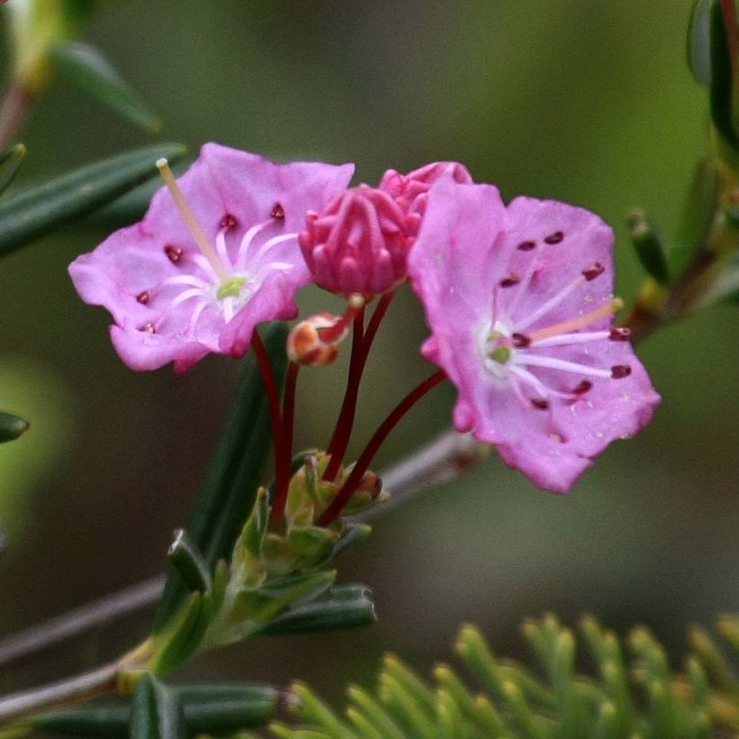 Kalmia polifolia - Lepeltjesboom (Flowering)