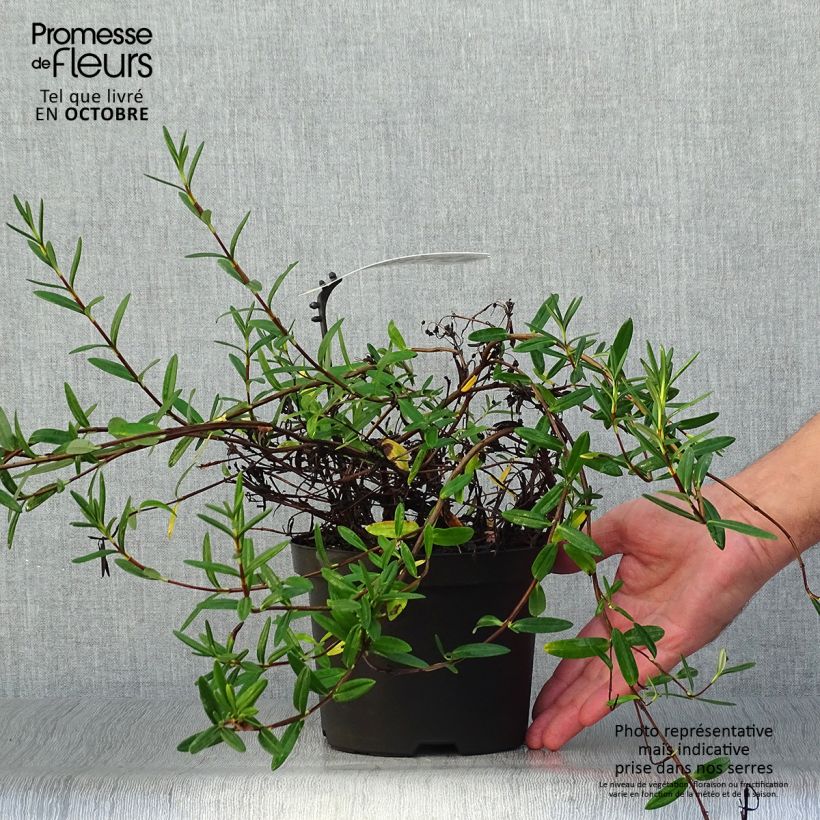 Exemplaar van Kalmia polifolia - Lepeltjesboom Pot van 2 l/3 l zoals geleverd in de herfst
