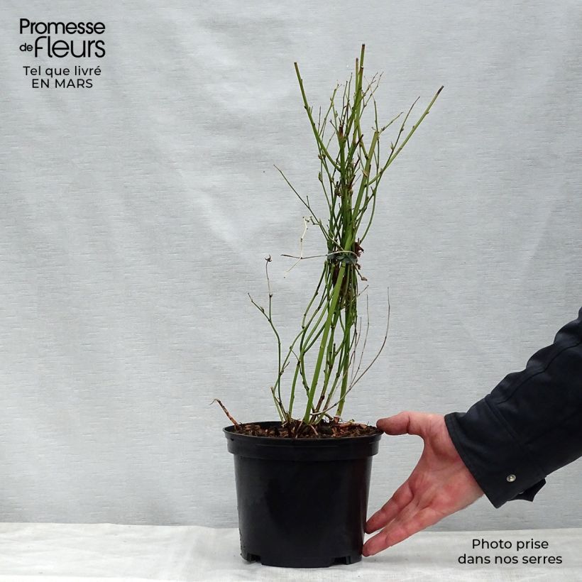 Example of Kerria Golden Guinea - Ranonkelstruik Pot van 2 l/3 l as you get in printemps