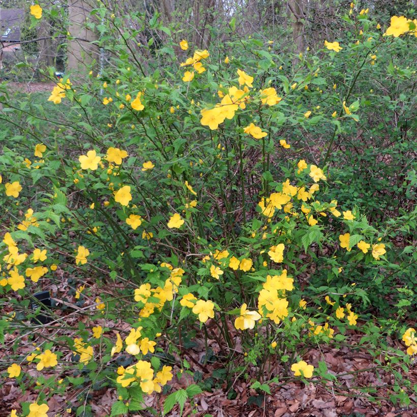 Kerria japonica - Ranonkelstruik (Groeiplaats)