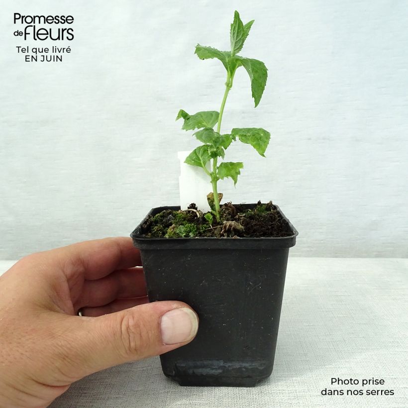 Exemplaar van Kirengeshoma palmata - Japanse wasbloem Kweekpotje van 8/9 cm zoals geleverd in de zomer