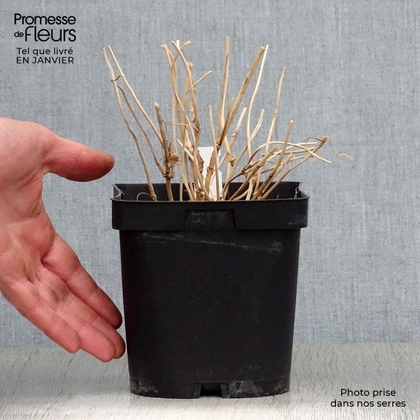 Exemplaar van Kirengeshoma palmata - Japanse wasbloem Pot van 2 l/3 l zoals geleverd in de winter