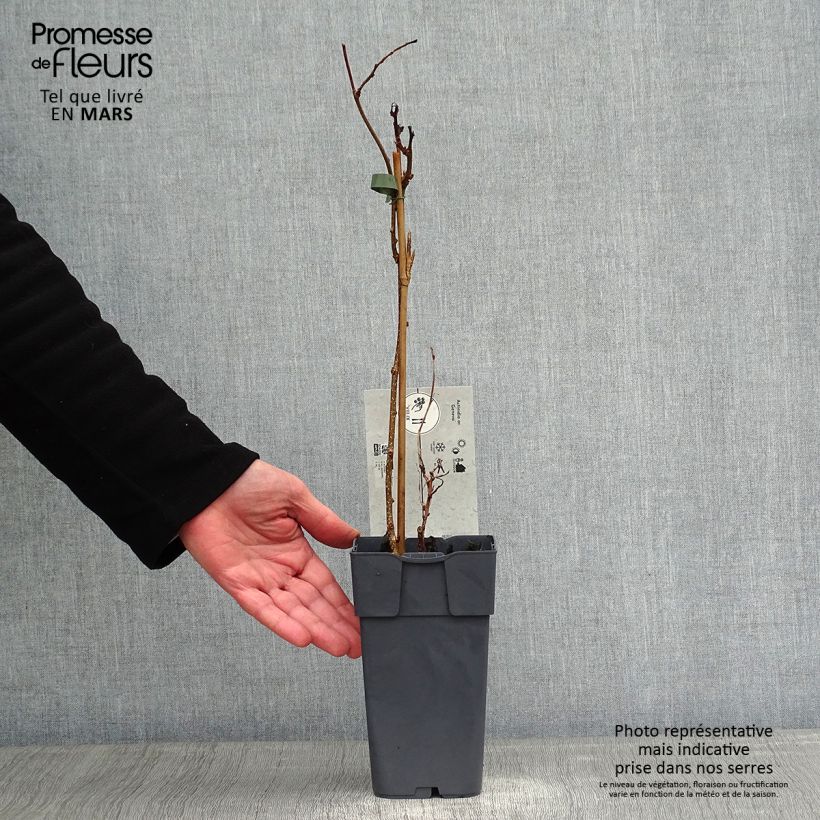 Exemplaar van Mini-kiwi - Actinidia arguta Ambrosia Pot van 1,5 l/2 l zoals geleverd in de winter