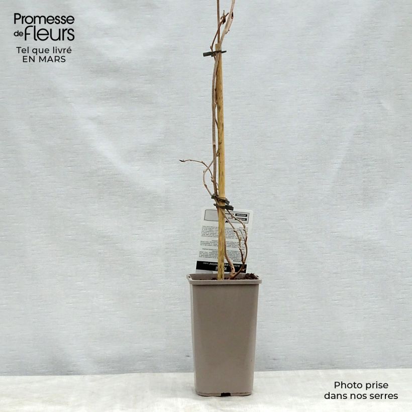 Example of Kiwibes - Actinidia arguta Nostino (mannelijk) Pot van 1 l/1,5 l as you get in printemps