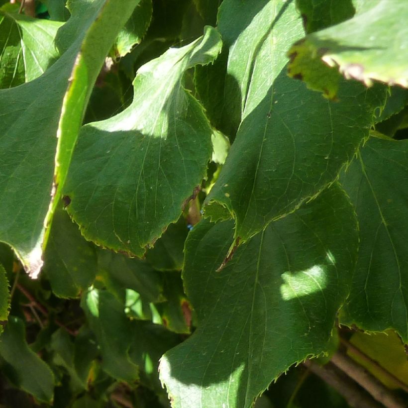 Kiwibes - Actinidia arguta Red Jumbo (vrouwelijk) (Foliage)