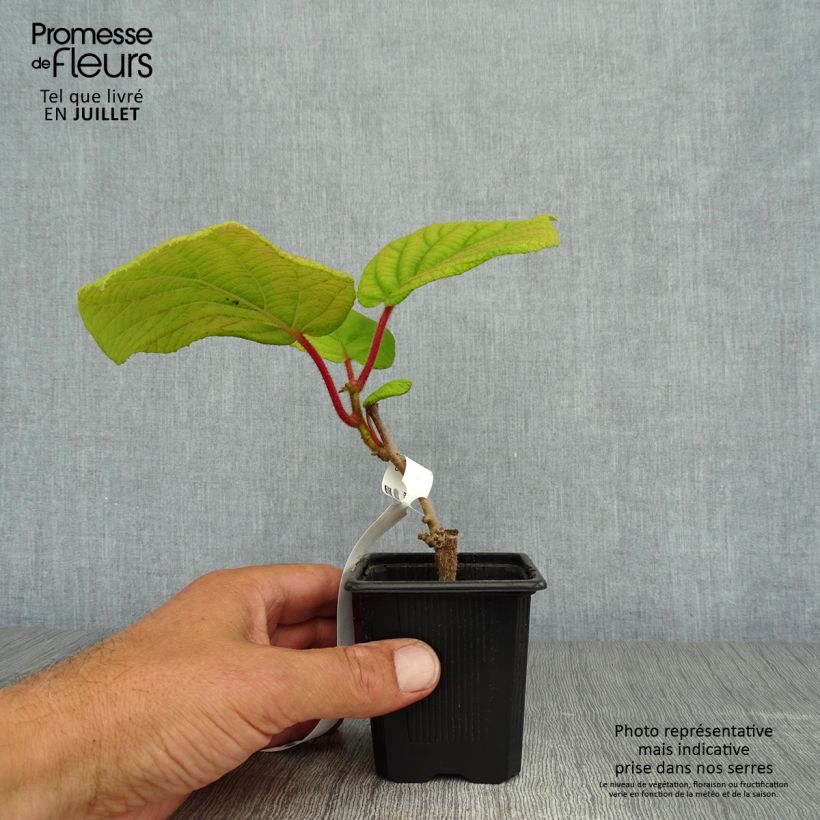 Exemplaar van Kiwi - Actinidia deliciosa Kiwidoo (vrouwelijk) Kweekpotje van 8/9 cm zoals geleverd in de zomer