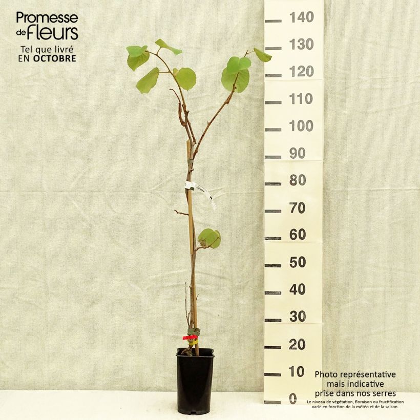 Exemplaar van Kiwi - Actinidia deliciosa Kiwidoo (vrouwelijk) Pot van 2 l/3 l zoals geleverd in de herfst