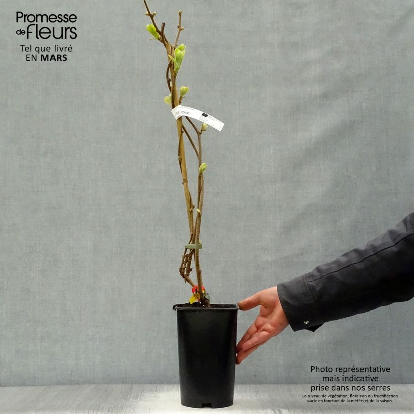 Exemplaar van Kiwi - Actinidia deliciosa Kiwidoo (vrouwelijk) Pot van 2 l/3 l zoals geleverd in de lente