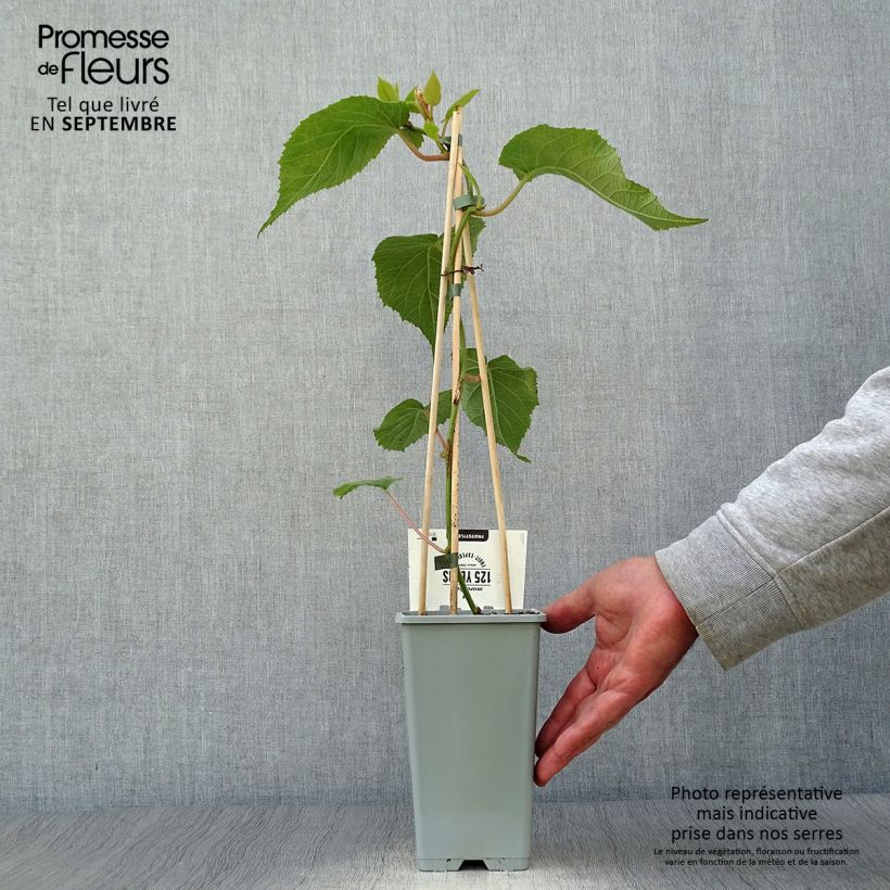 Exemplaar van Kiwi - Actinidia deliciosa Atlas (mannelijk) Pot van 1,5 l/2 l zoals geleverd in de herfst