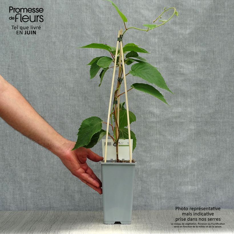 Exemplaar van Kiwi - Actinidia deliciosa Atlas (mannelijk) Pot van 1,5 l/2 l zoals geleverd in de zomer