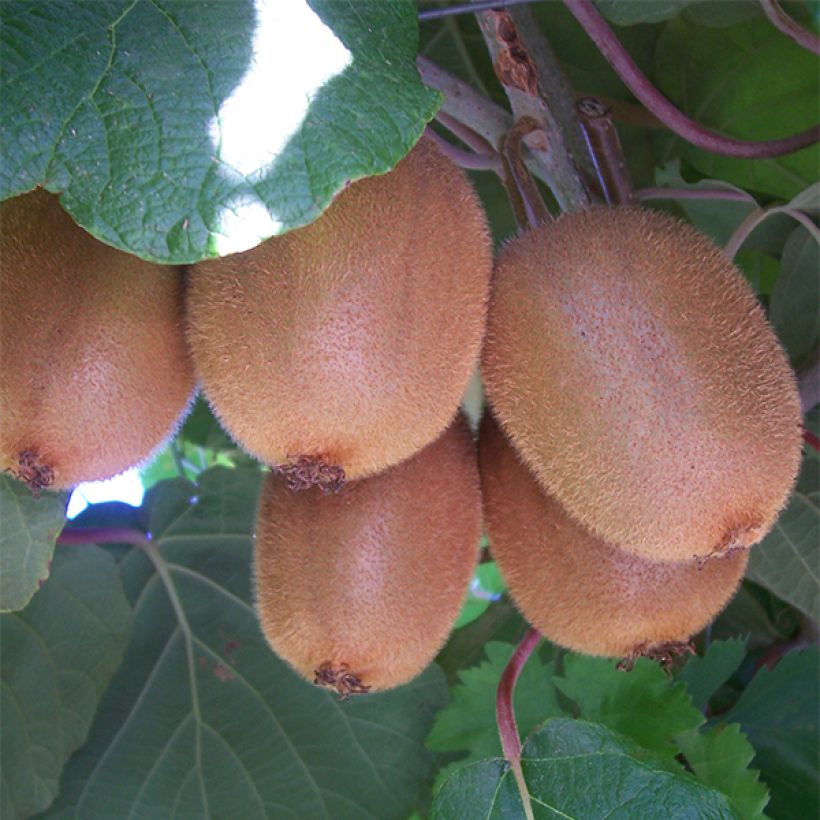 Kiwi - Actinidia chinensis Golden Delight (vrouwelijk) (Harvest)