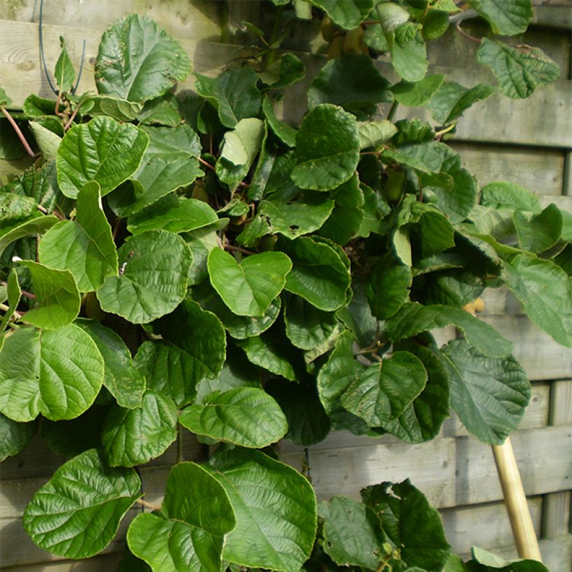 Kiwi - Actinidia chinensis Golden Delight (vrouwelijk) (Plant habit)