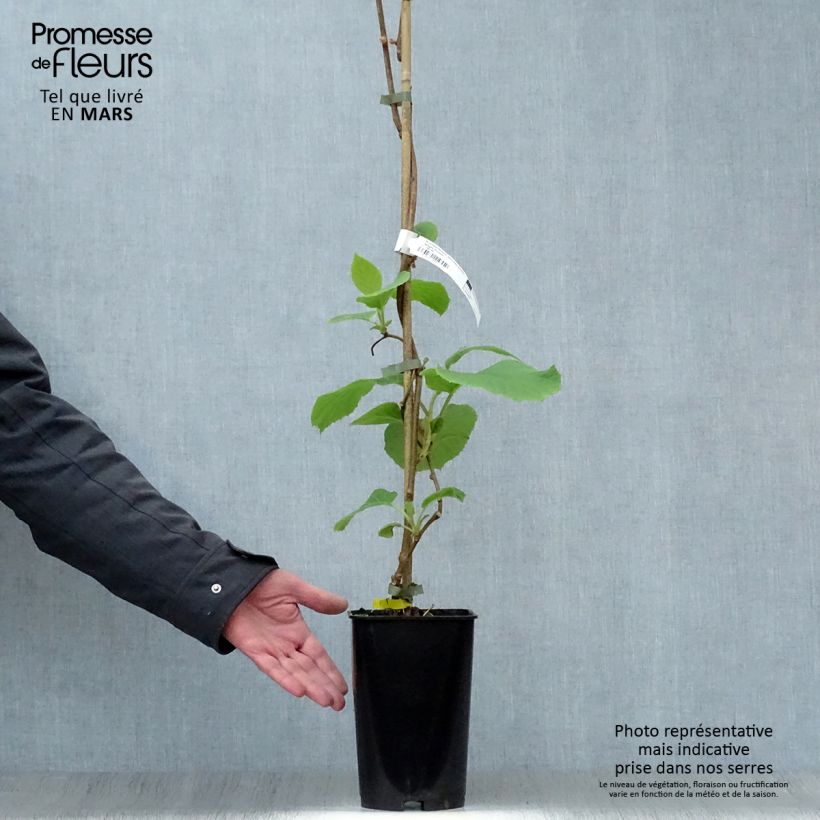 Example of Kiwi - Actinidia chinensis Golden Delight (vrouwelijk) Pot van 2 l/3 l as you get in printemps
