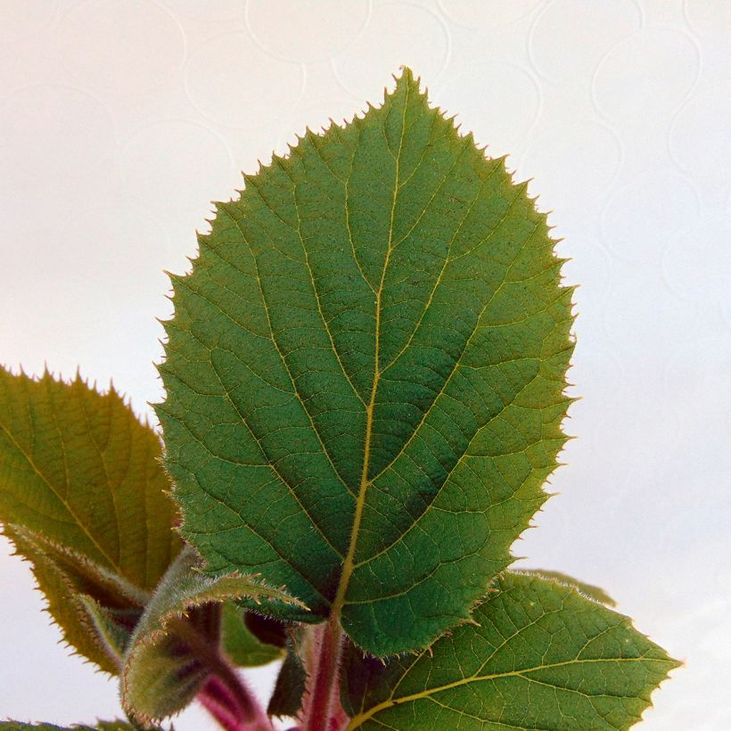 Kiwi - Actinidia deliciosa Hayward (vrouwelijk) (Blad)
