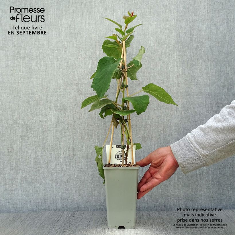 Exemplaar van Kiwi - Actinidia deliciosa Hayward (vrouwelijk) Pot van 1,5 l/2 l zoals geleverd in de herfst