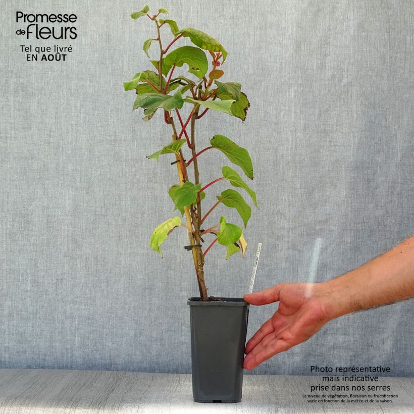 Exemplaar van Kiwi - Actinidia deliciosa Hayward BIO (vrouwelijk) Pot van 1,5 l/2 l zoals geleverd in de zomer