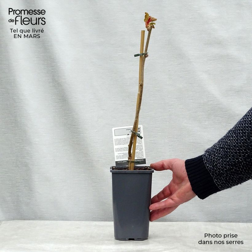 Example of Kiwi - Actinidia deliciosa Hayward BIO (vrouwelijk) Pot van 1,5 l/2 l as you get in printemps